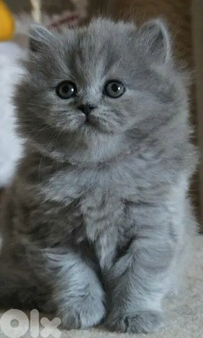 Adorable British Longhair Kitten Available/ Delivery/ cat قطط