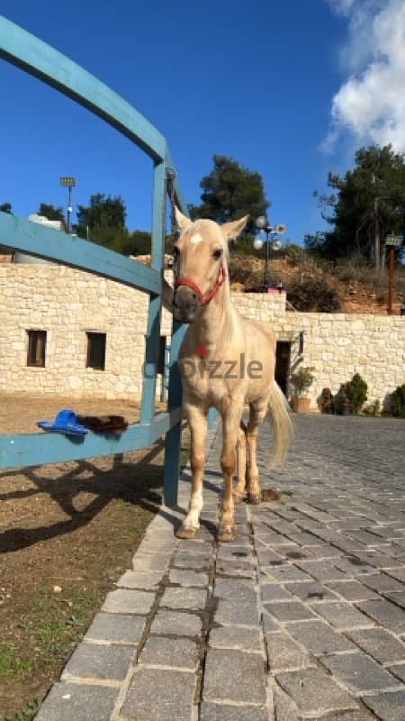 palmero horse 1