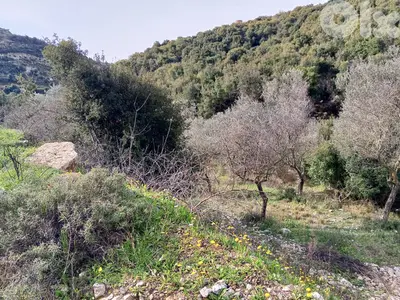 Land 4 Sale in Bejdarfel (6244 sqm) -Batroun |  أرض بجدارفل - البترون