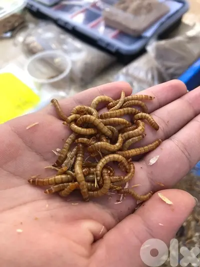 live mealworm دود القبابي