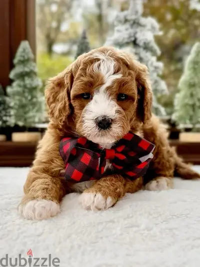 Imported Mini Goldendoodle pure breed puppy available/Dog كلب Delivery Imported Mini Goldendoodle pure breed puppy available/Dog كلب Delivery