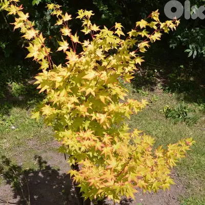 Big Yellow Acer palmatum (Limited quantity)