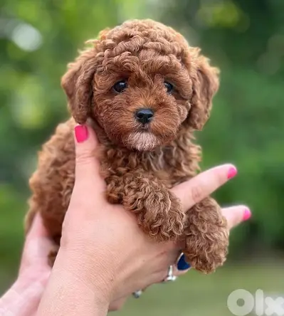 Adorable Poodle Puppies Available In Store & Delivery