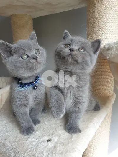 Adorable British Short Hair Kittens Available In Store & Delivery