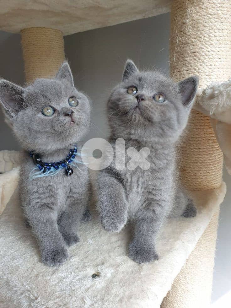 Adorable British Short Hair Kittens Available In Store & Delivery 0