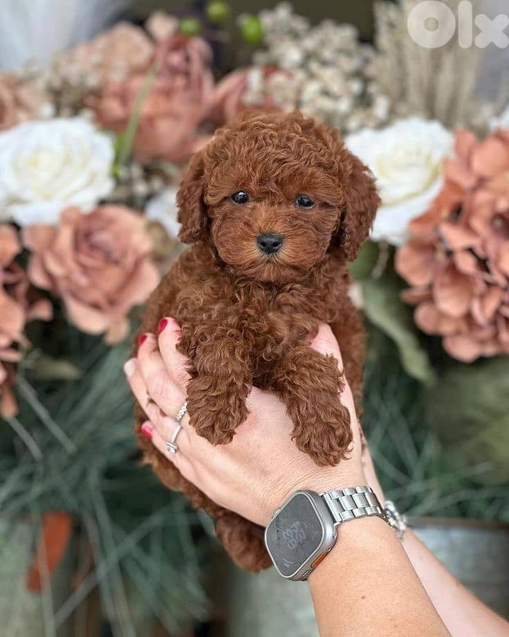 Playful & Loving Poodle Puppies Now Available In Store & Delivery 0