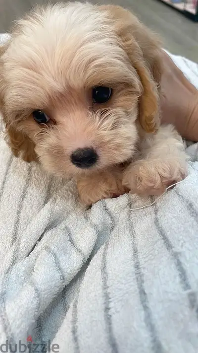 Imported Cockapoo puppy delivered