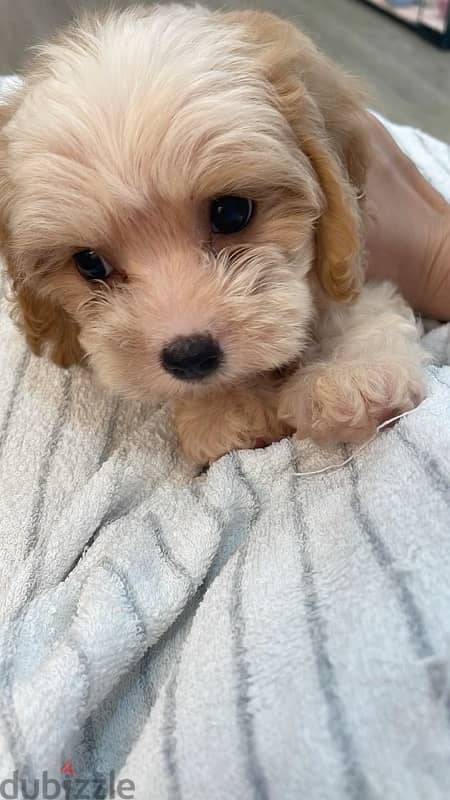 Imported Cockapoo puppy delivered 0