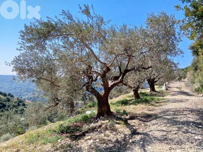 RWB133DL - Land for sale in Jrabta Batroun