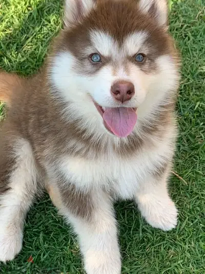 Red Siberian Husky/ dog كلاب Red Siberian Husky/ dog كلاب