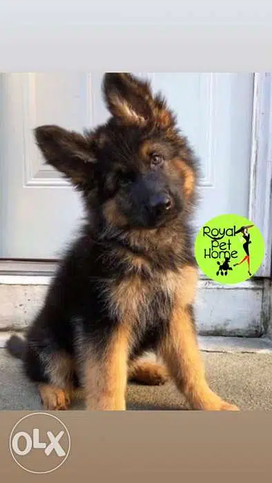 German Shepherd Puppies king Size