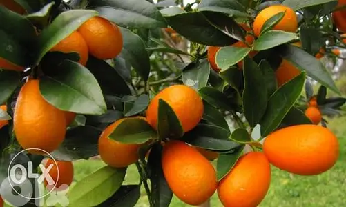 Turkish Kumquat good quality
