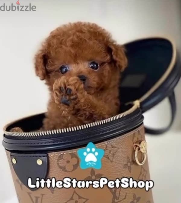 Aďorable Toy Poodle pure breed Puppy/Dog/كلب 0