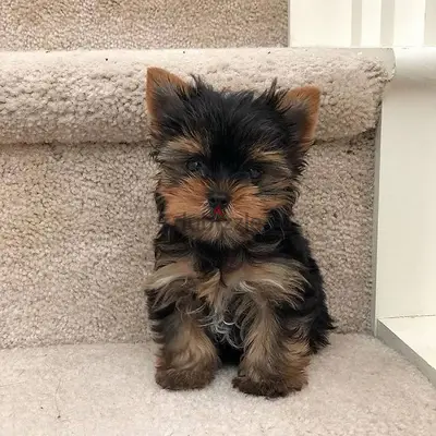 Mini Yorkshire Terrier puppy pure breed imported Delivery/ كلب / Dog