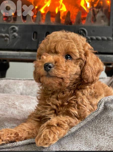 Toy Poodle Small Size Puppies Available/ dog كلاب 0