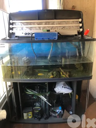 aquarium +fish for sale