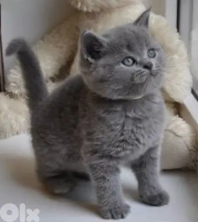 Adorable British Short Hair kitten Cat /Delivery /قطط