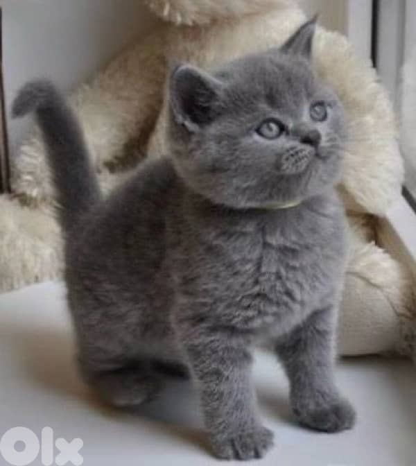 Adorable British Short Hair kitten Cat /Delivery /قطط 0