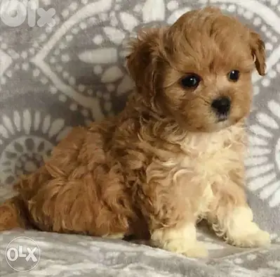 Maltipoo Brown Puppies dog كلاب.