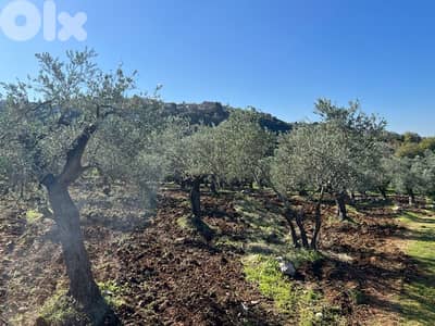 agricultural land for sale bteram