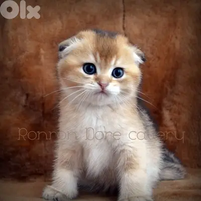 golden chinchilla scottish Fold Kitten imported