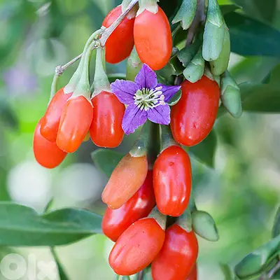 Spanish Goji Berry plants