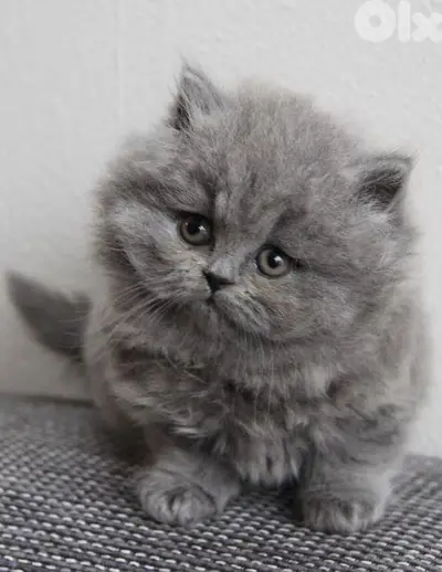 Sweet British Shorthair Kitten – Playful, Healthy, Delivery Available