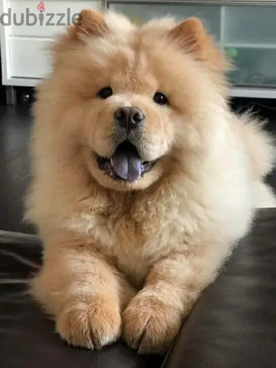 Chow Chow Puppies-Order Yours Today – Cute, Fluffy,Loyal