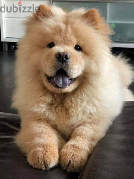 Chow Chow Puppies-Order Yours Today – Cute, Fluffy,Loyal 0
