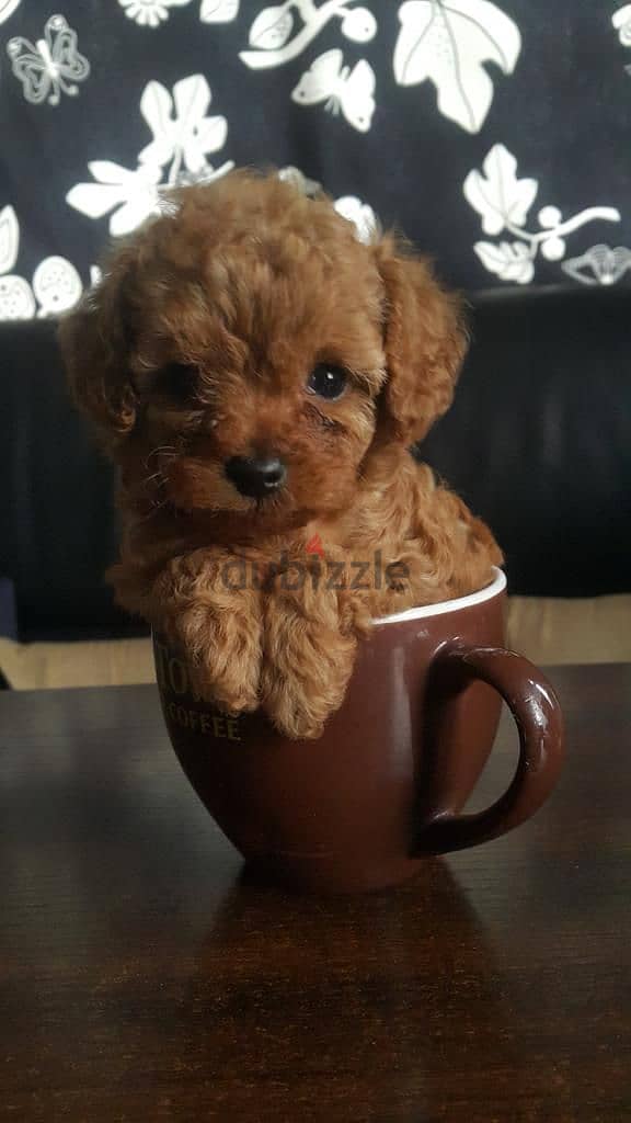 Cute Poodle Puppies – Reserve Your Perfect Companion Today! 0