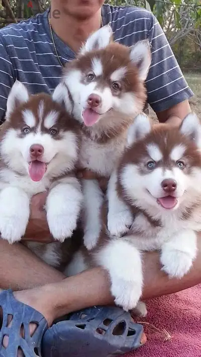 Stunning Red Siberian Huskies – Available In-Store Now! Visit Today! Stunning Red Siberian Huskies – Available In-Store Now! Visit Today!