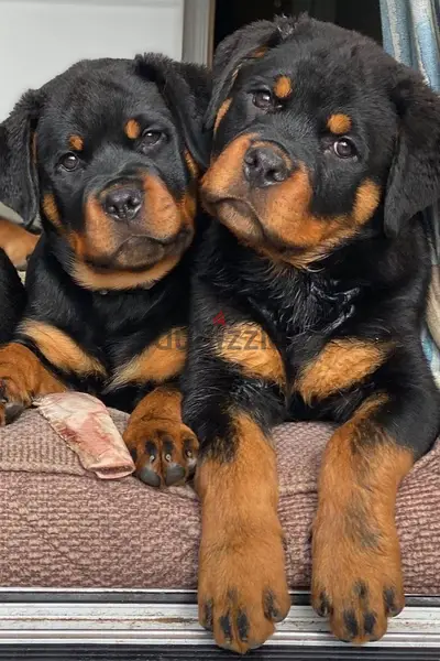 High-Quality Rottweiler Puppies – Strong, Loyal, and Ready for You! High-Quality Rottweiler Puppies – Strong, Loyal, and Ready for You!