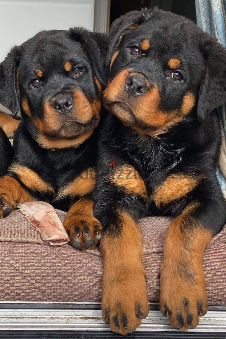 High-Quality Rottweiler Puppies – Strong, Loyal, and Ready for You! 0
