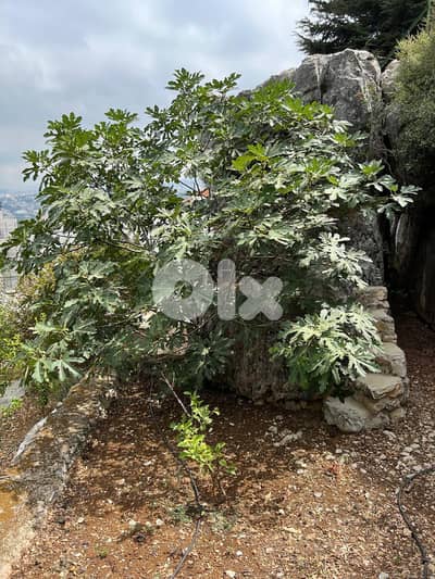 Land for sale in Kornet Al Hamra ارض للبيع في قرنة الحمرا