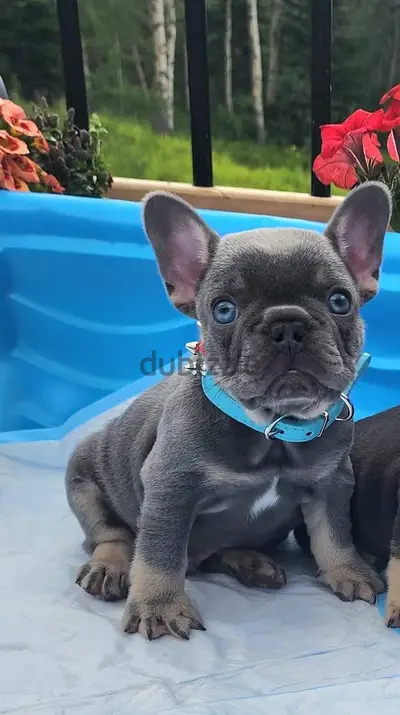 French Bulldog Bleu Puppies- Pre order Today