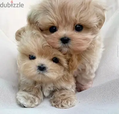 Find Your New Best Friend: Maltipoo Puppies In-Store Now!