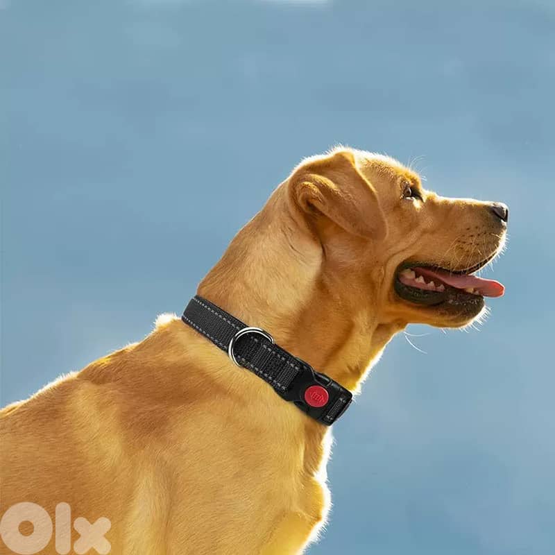 Adjustable Reflective Webbing Collar With Leash For Dogs And Cats 3