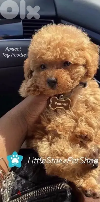 Cute Toy Poodle puppy STAYS SMALL pure breed Delivery/ Dog / كلاب/ جرو