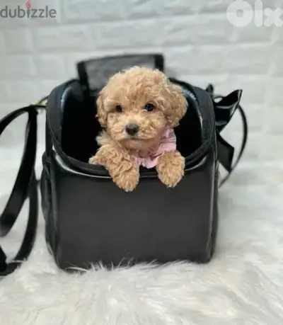 Mini Labradoodle imported puppy Dog Delivery كلب جرو