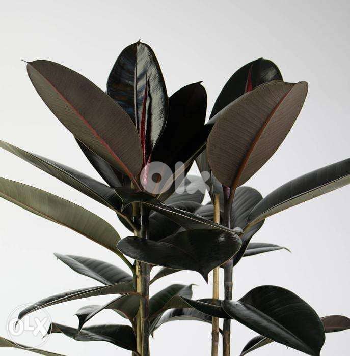 rubber plant dark leaves 1