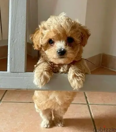 mini Labradoodle imported puppy