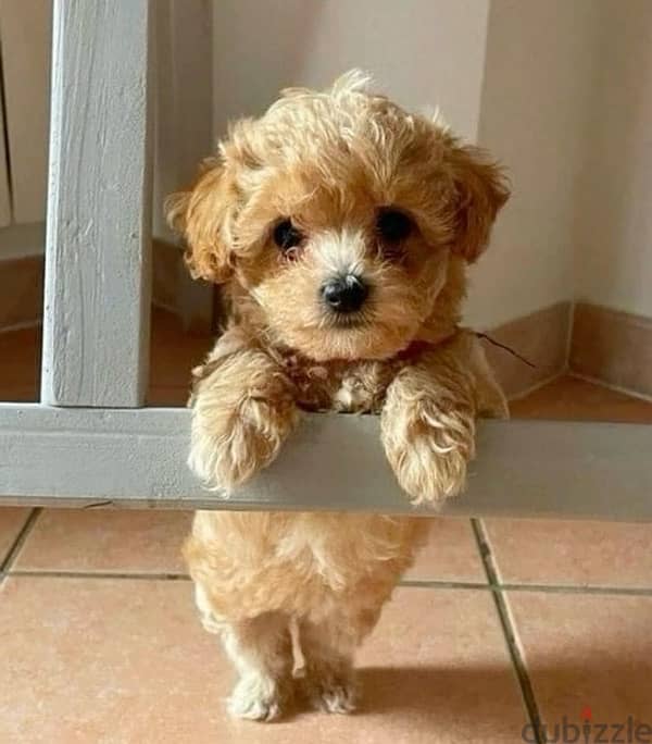 mini Labradoodle imported puppy 0
