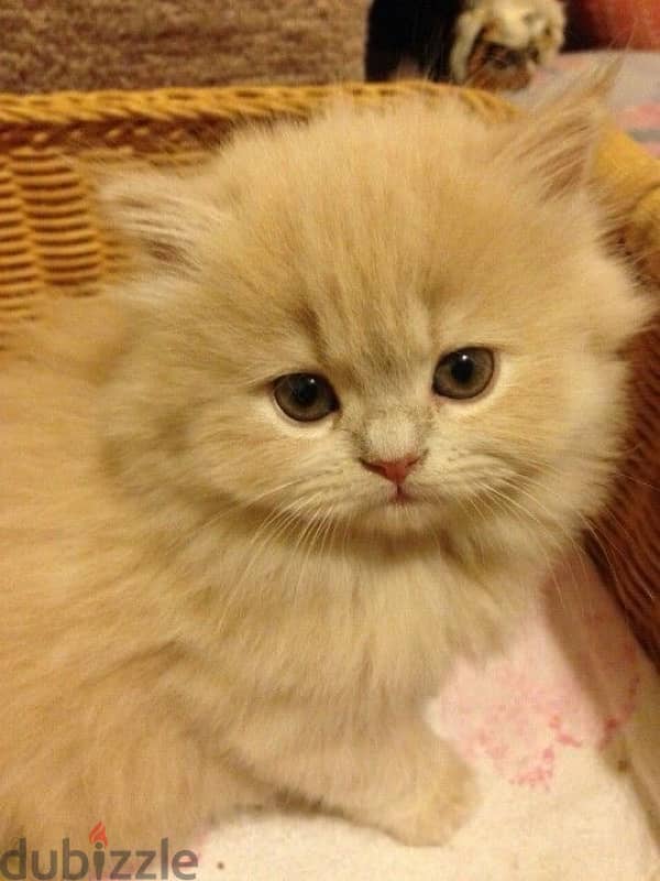 Persian Creamy kitten 0
