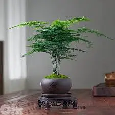 Asparagus Fern Bonsai in Asian pot