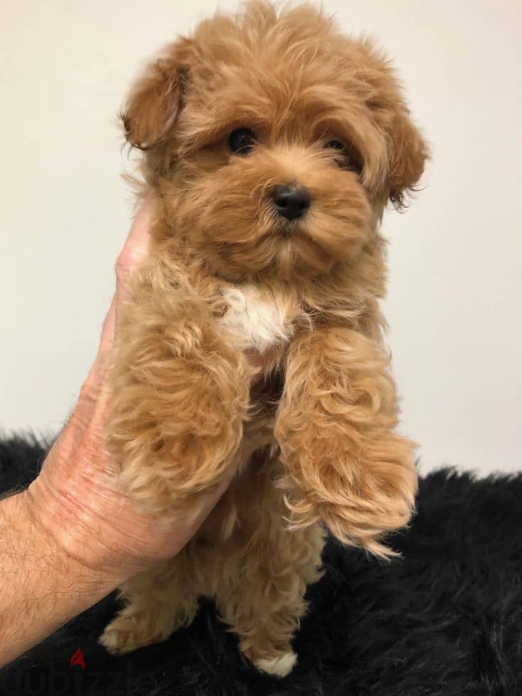 Charming Maltipoo Puppies Available In Store & Delivery !! 0