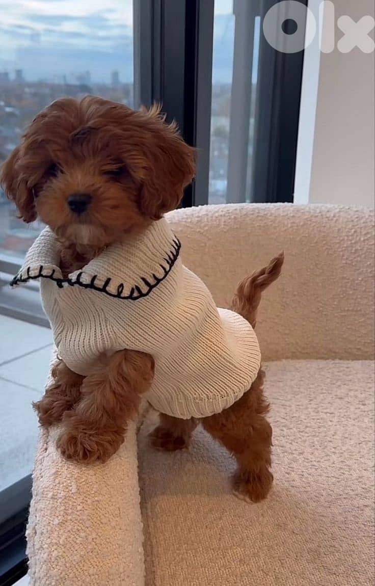 Our One Of Kind Maltipoo Puppies/High Quality Pets/ Available In Store 0