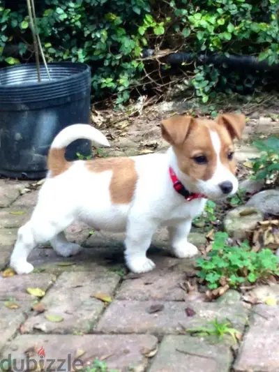 Charming Jack Russel Puppies Available In Store & Delivery !!