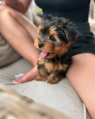 Find Your Perfect Puppy: Sweet Yorkshire Terriers Looking for a Home