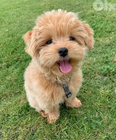 Fluffy Maltipoo Puppies Available/ dog كلاب