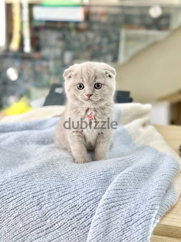 Unique & cute Scottish Fold lilac color kitten Delivery قطط 0